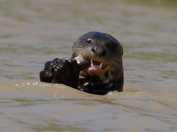 Reuzenotter  (Pteronura brasiliensis)